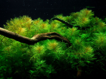 Myriophyllum mattogrossense - Mato-Grosso-Tausendblatt